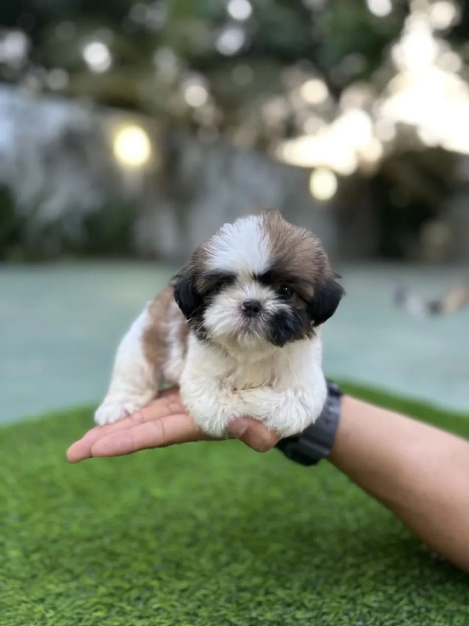 Shih Tzu disponível  - Foto 5