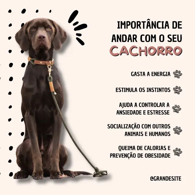Psicologia Canina & Adestramento  - Foto 4