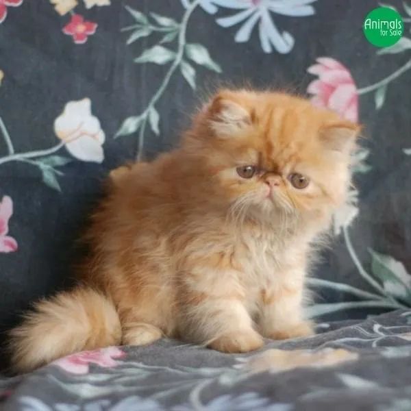 Gatinho persa laranja a pronta entrega 