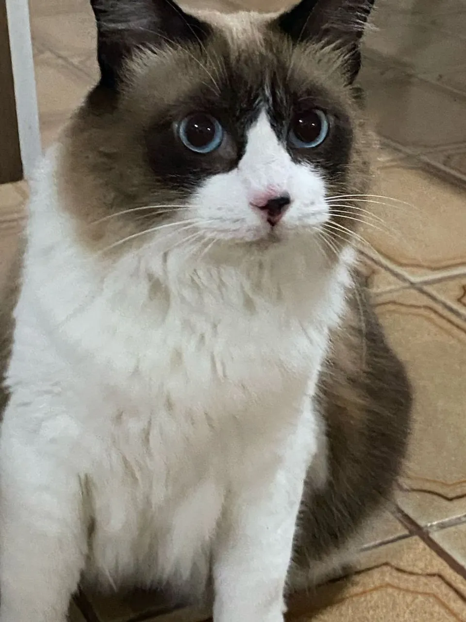 Ragdoll fêmea 