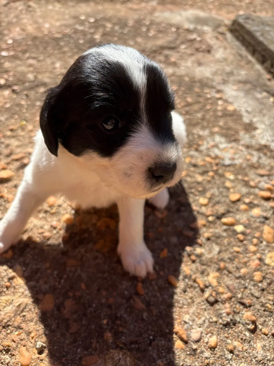 Filhotes de vira lata porte médio