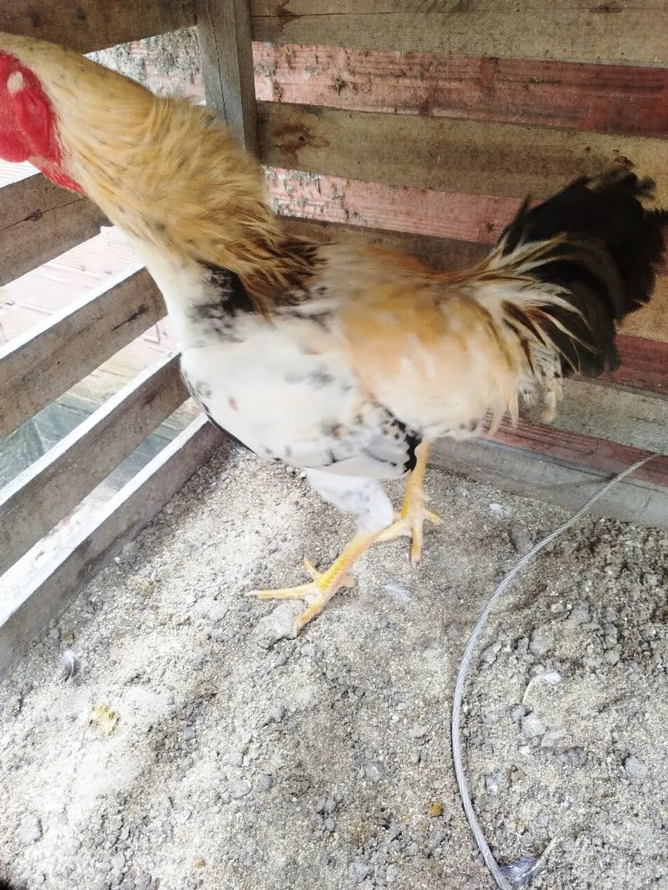 Frango branco de Capoeira