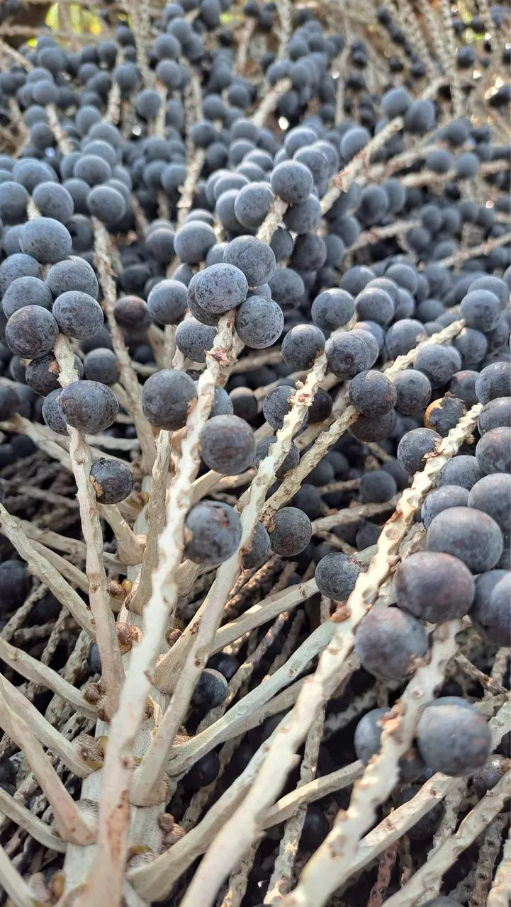 SACA DE AÇAÍ 50kgs | AÇAÍ EM CAROÇO | Brs? Pará - Foto 3