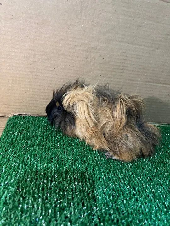 Coelhinho fofinho para adoção - Foto 2