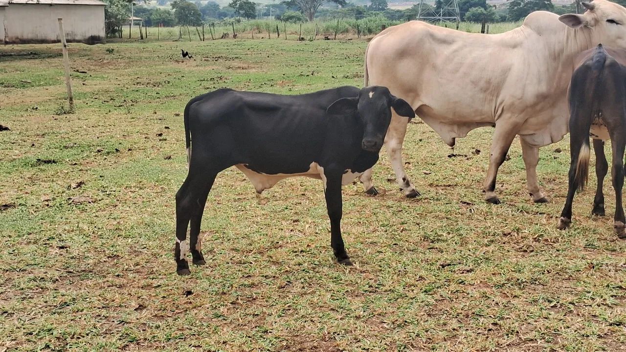 VENDE-SE BEZERROS MACHOS MANSINHOS 