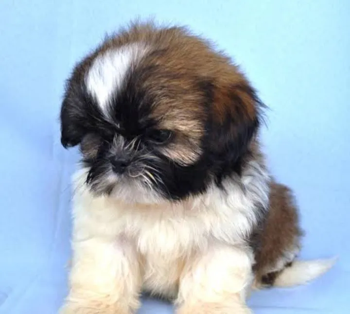 Shih Tzu fêmea 