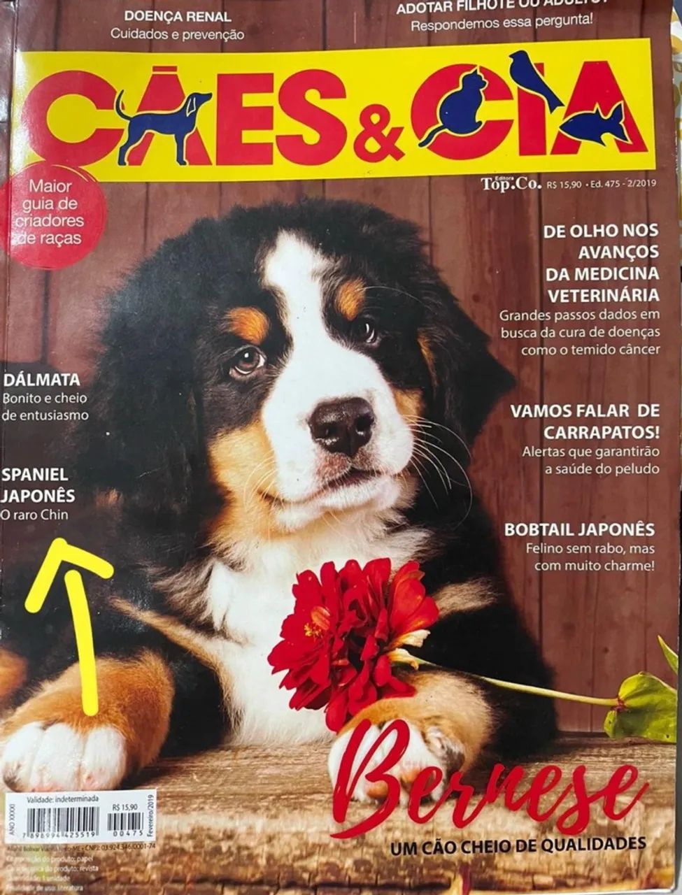 Spaniel Japonês machinho (raça rara no Brasil) - Foto 3