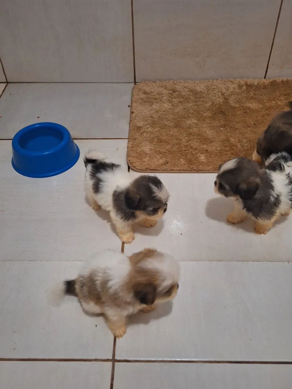 Vendo cachorrinhos  - Foto 4