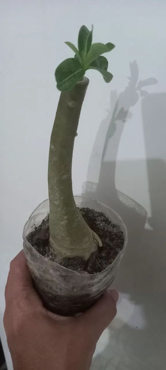 Rosa do deserto  - Foto 6