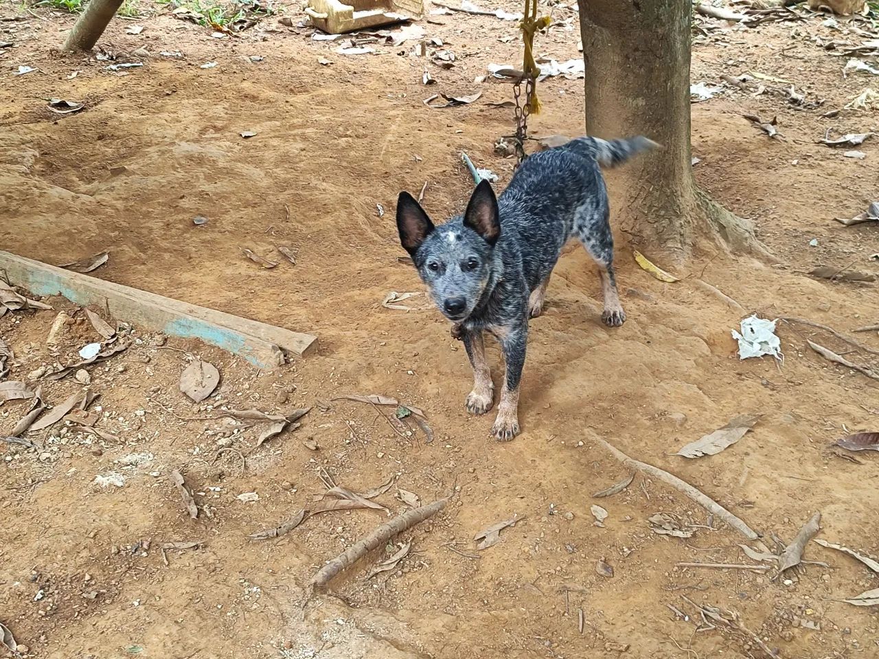 Filhote de blue Heeler - Foto 2