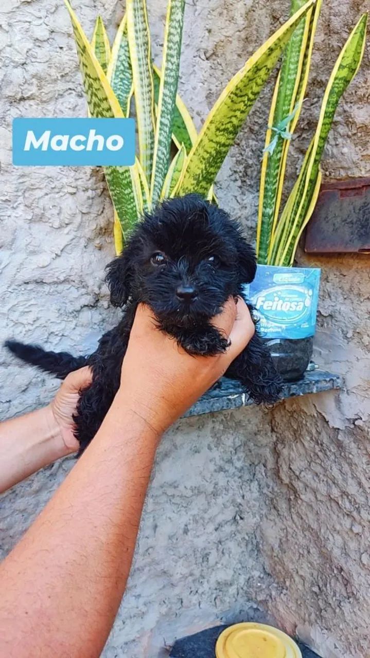 Filhotes de poodle  - Foto 3