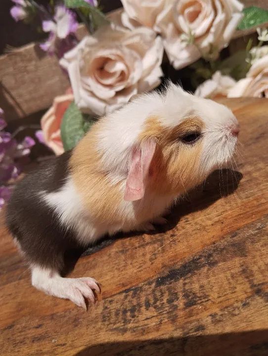 Filhotes de porquinhos Coronet  - Foto 2