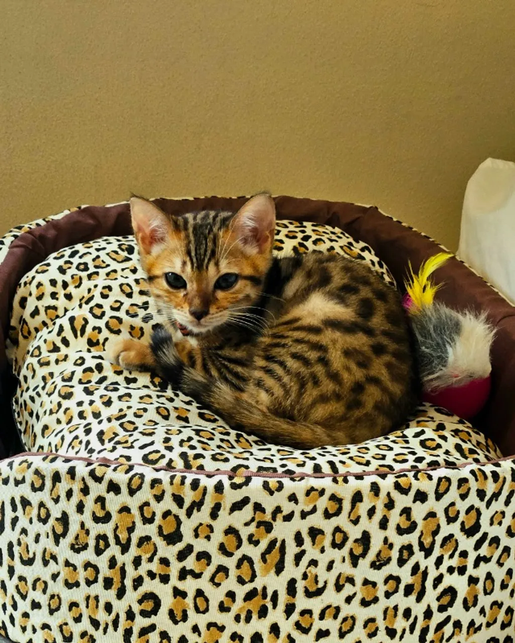 Gato Bengal - Filhote