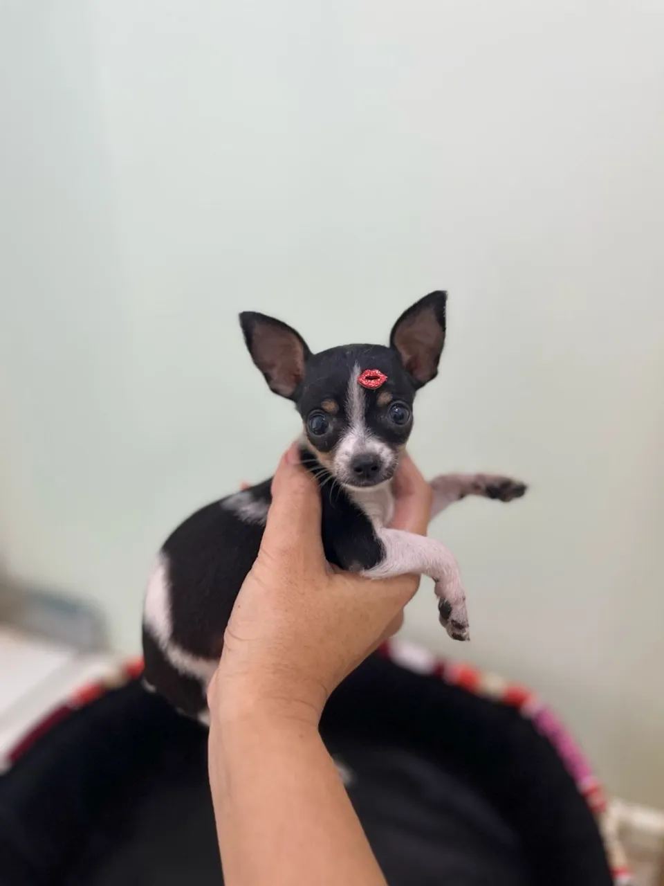 Pinscher fêmea zero micro