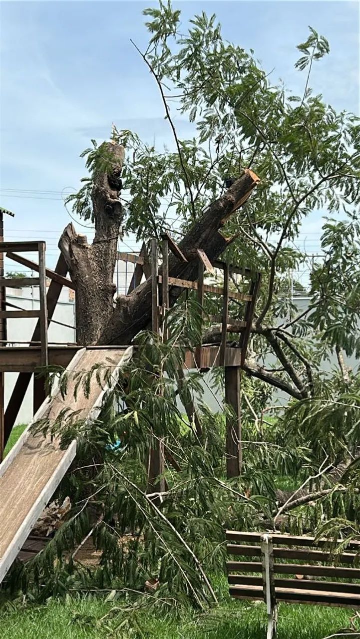 Poda e corte de árvores em geral 