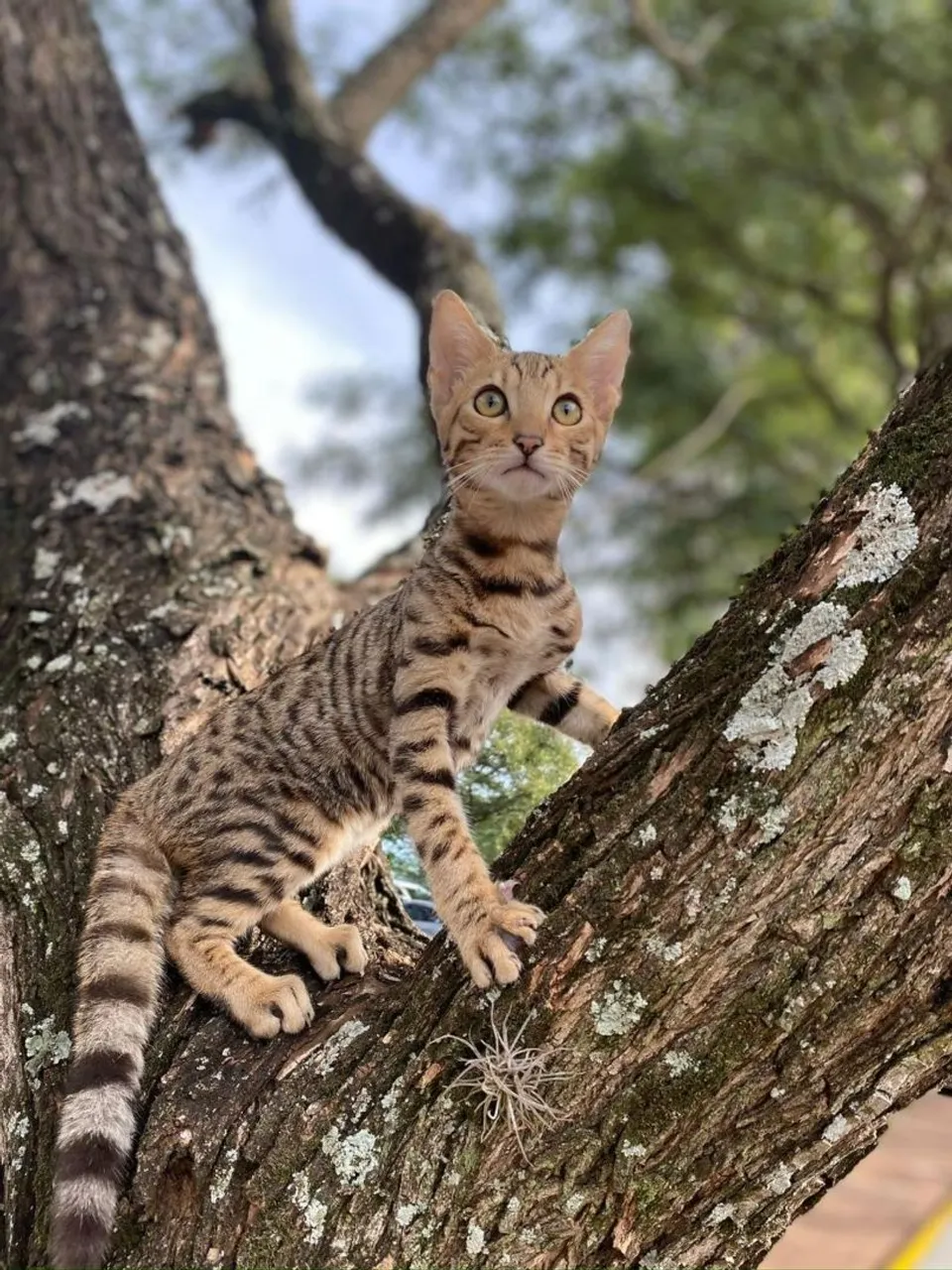 Gato bengal