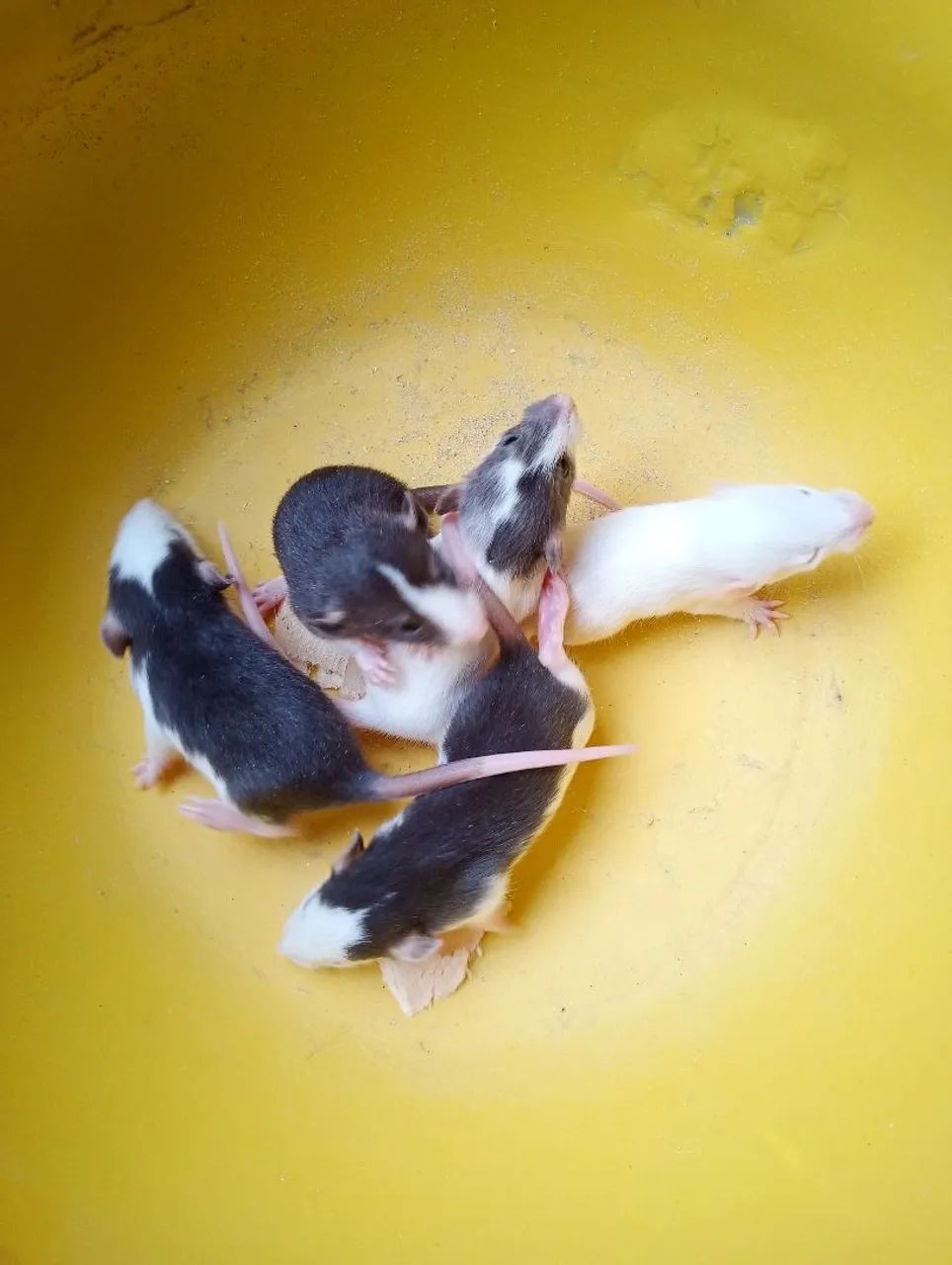 Rato Twister  - Foto 4