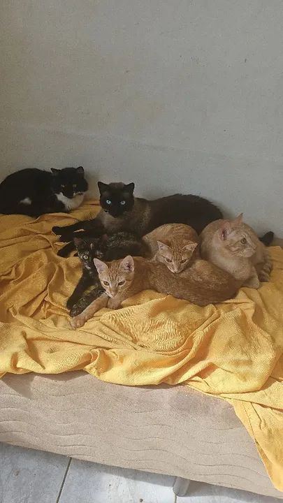 Gatinhos fofos para adoção