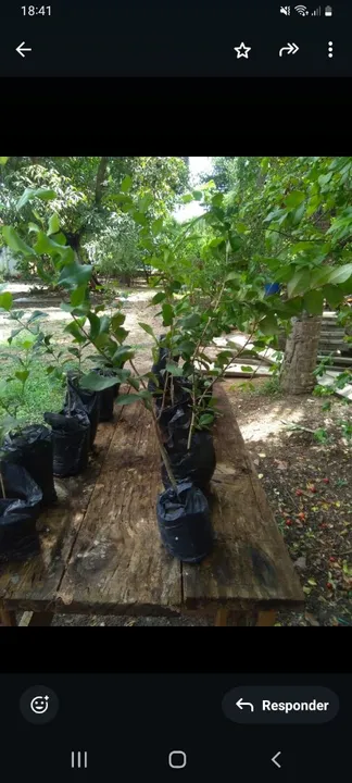 Mudas de acerola