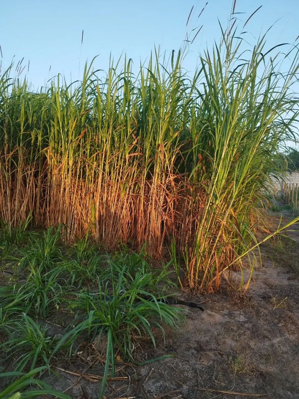 Mudas de BRS Capiacu  - Foto 2