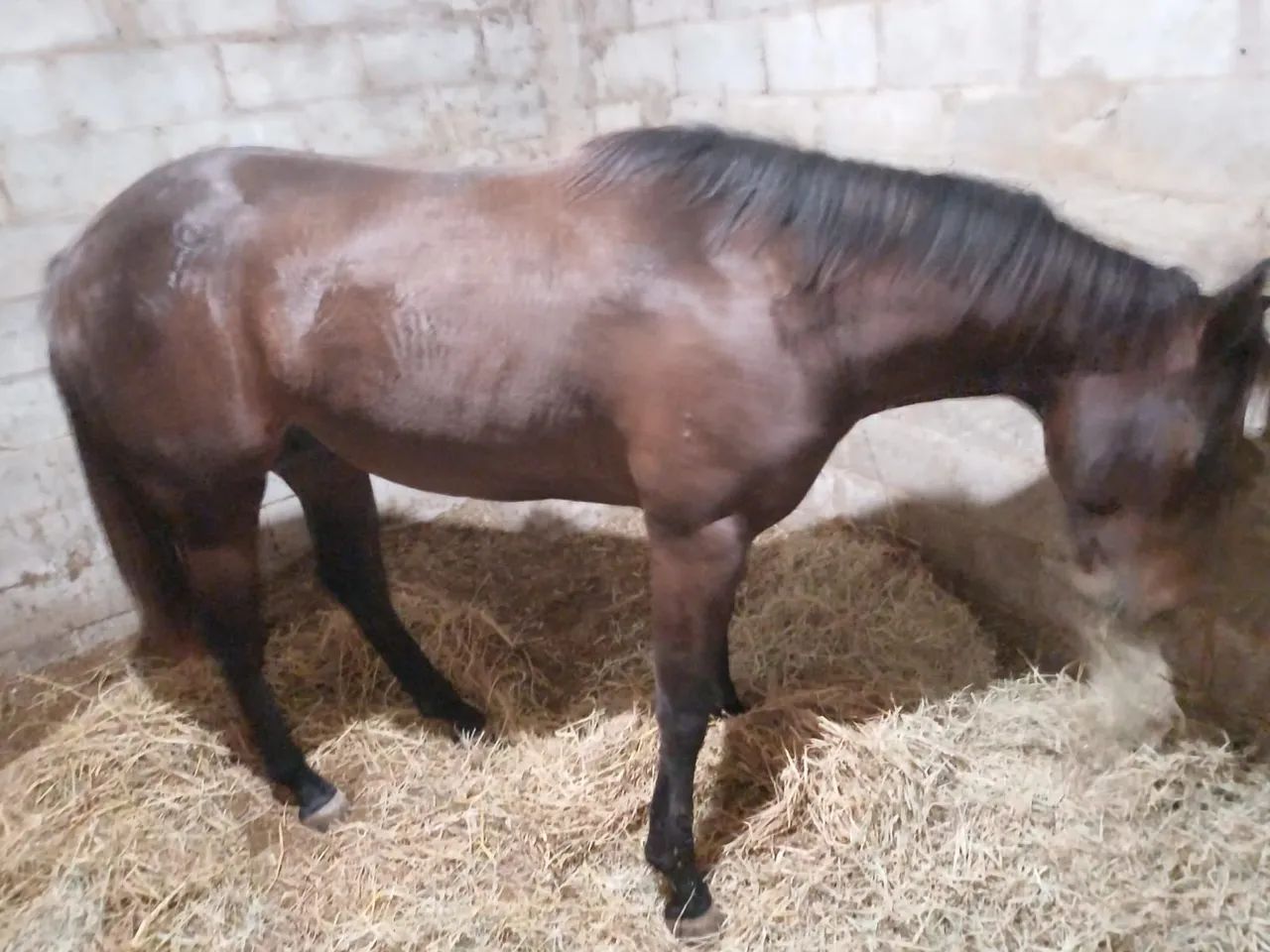 potro 2 anos filho direto de deziginer red