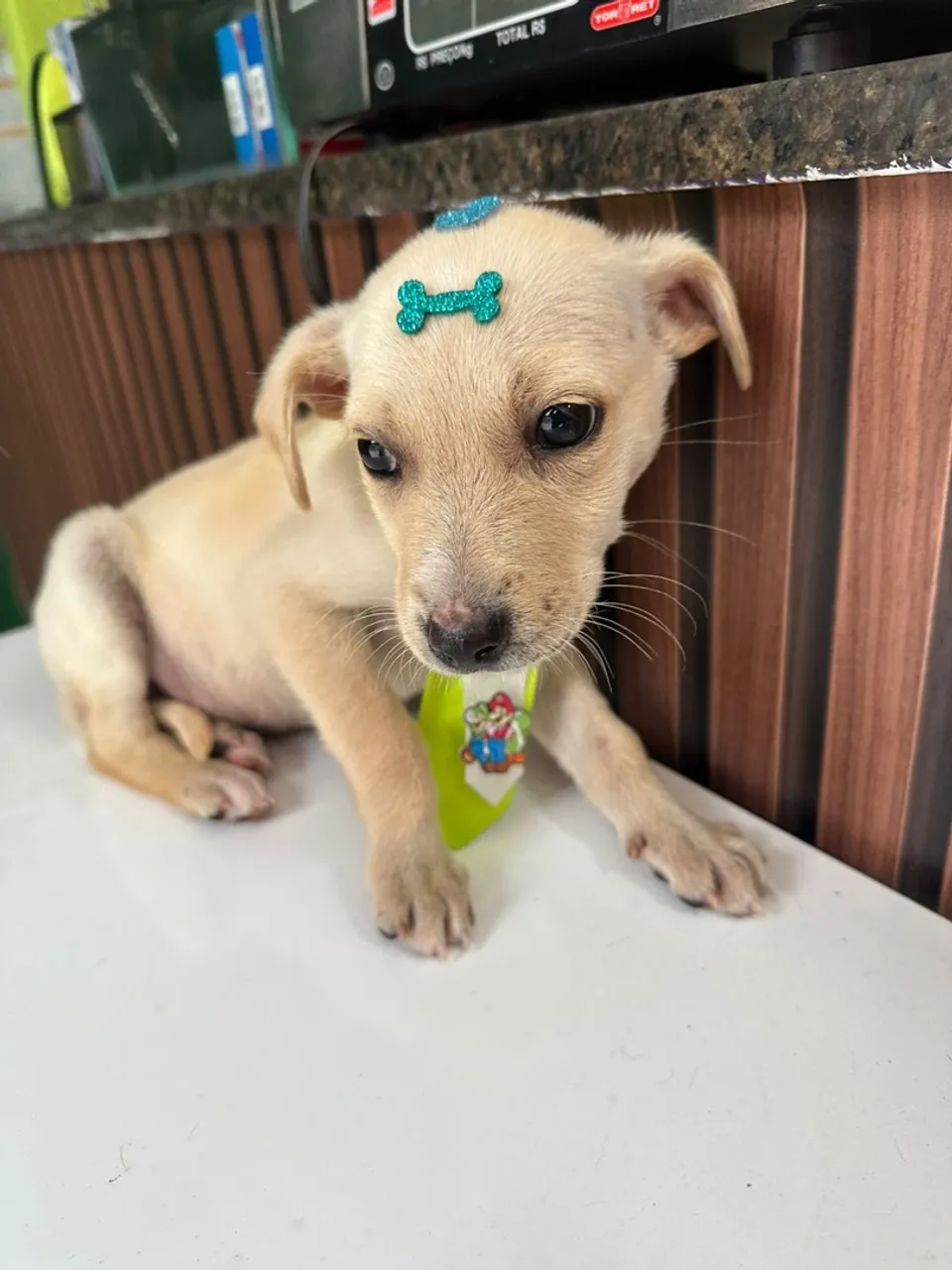 Filhote fofo para adoção!