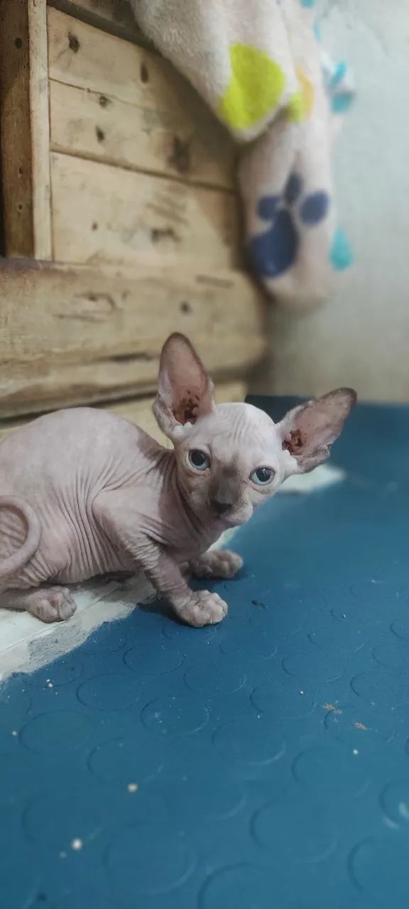 Gatinho Sphynx - Exótico e Carinhoso - Foto 3