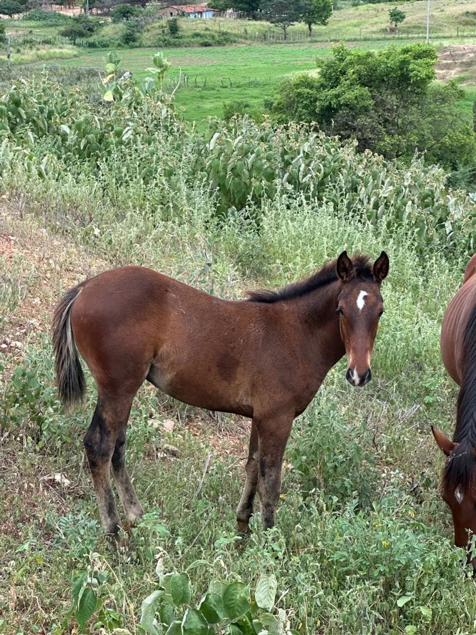 Potro/Potros - Foto 2