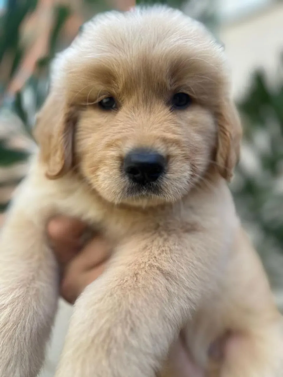 Filhote Golden Retriever - Puro Sangue