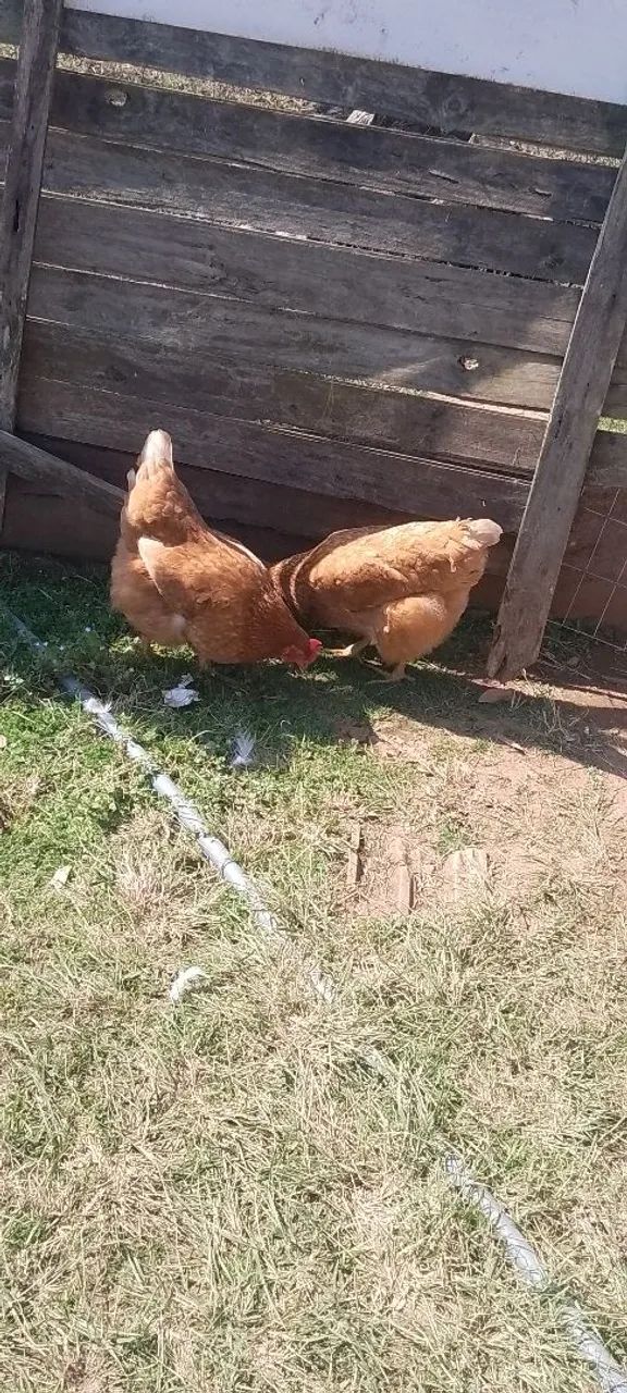 Galinha caipira para venda - Foto 2