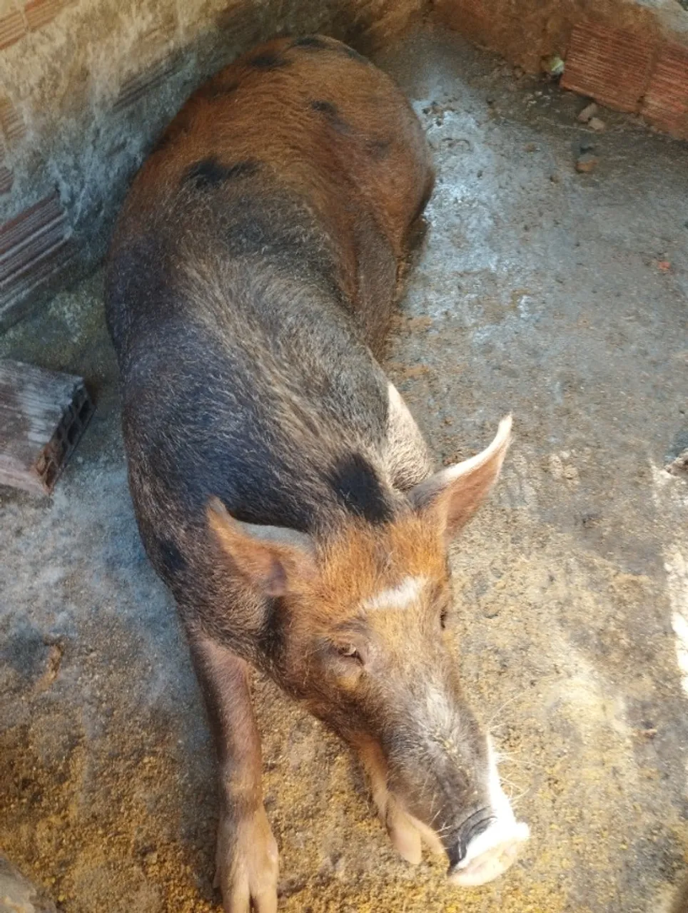 Porca e barrão 