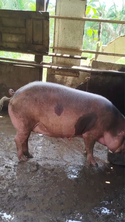 Porca para venda - Foto 3