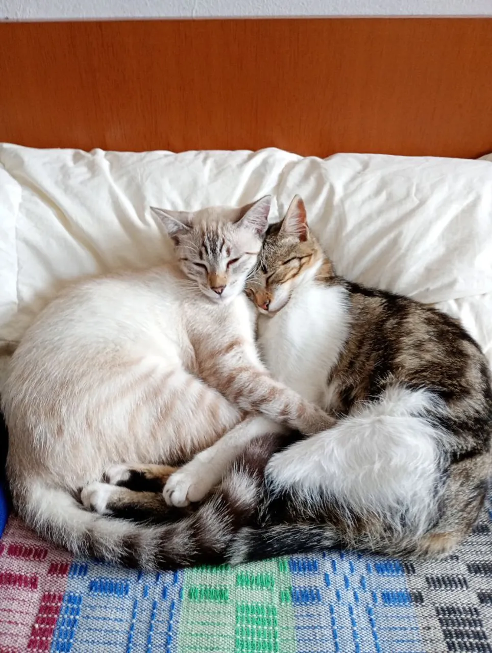 Duas gatinhas adoráveis para adoção