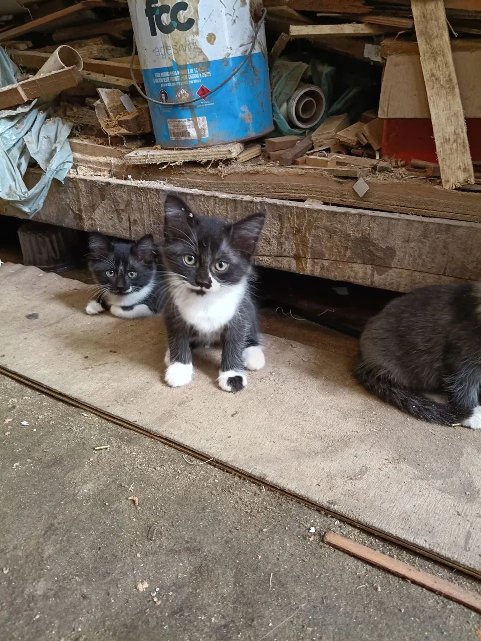 Gatos - Foto 3