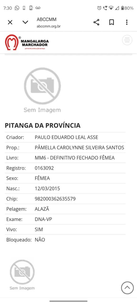 Égua MM registrada (mojando de garanhão homozigoto de marcha picada) - Foto 4