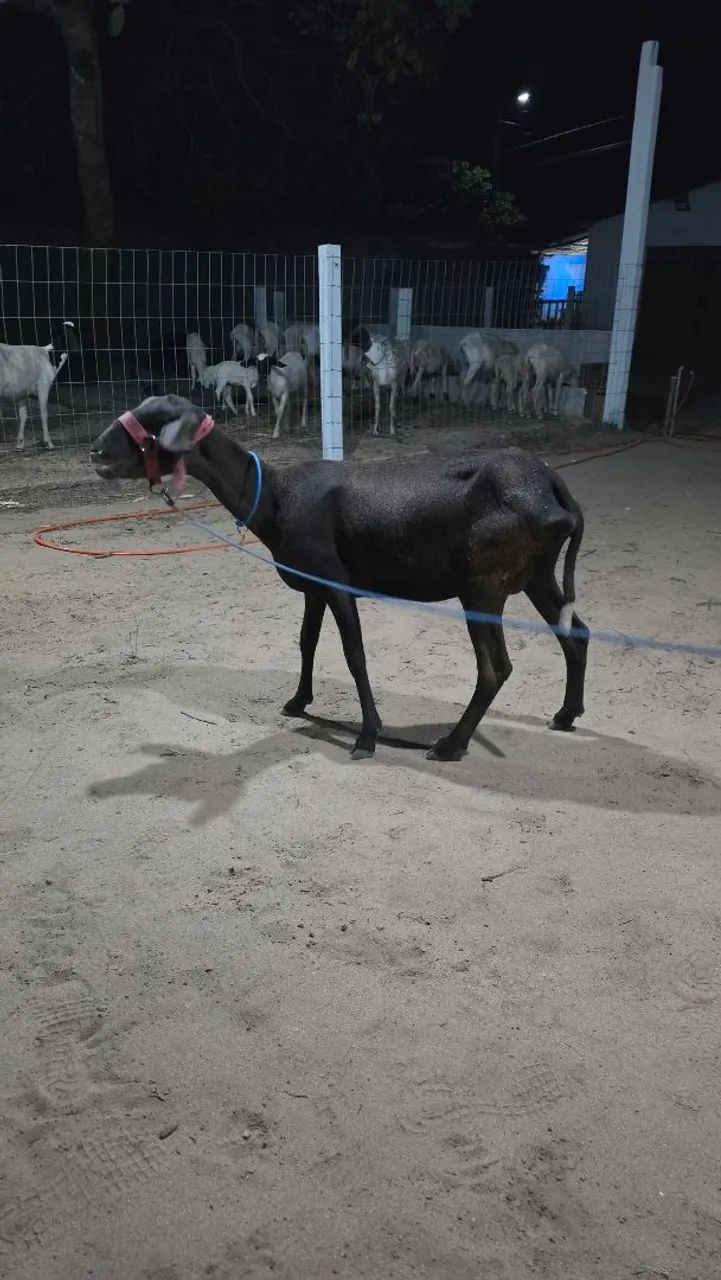 Ovelha sta Inês 