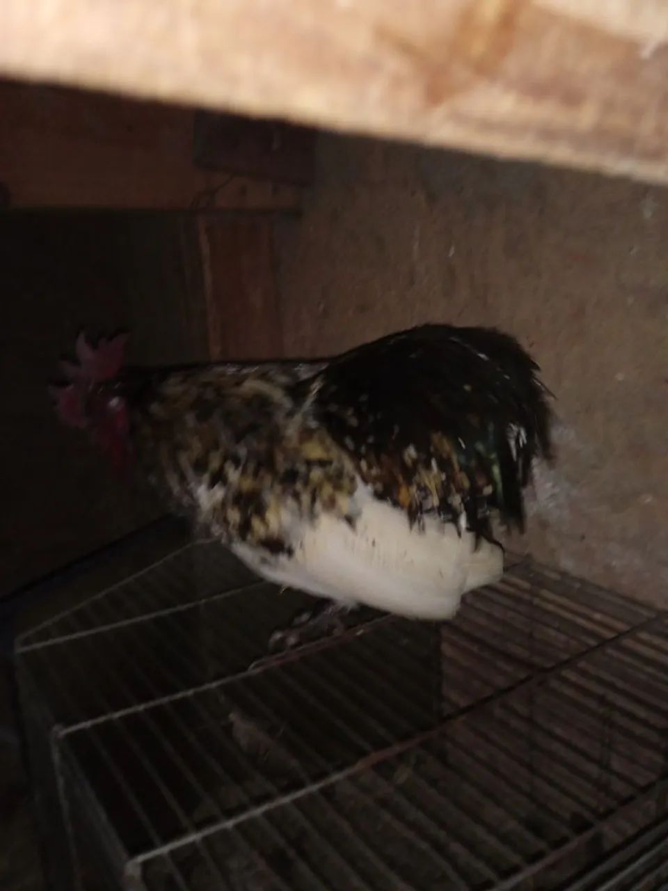 Galinha  - Foto 5