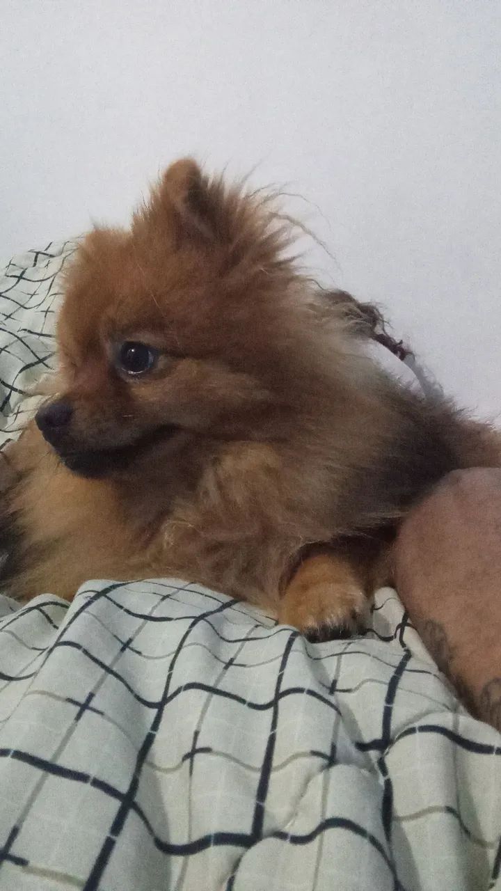 Filho te dê Spitz