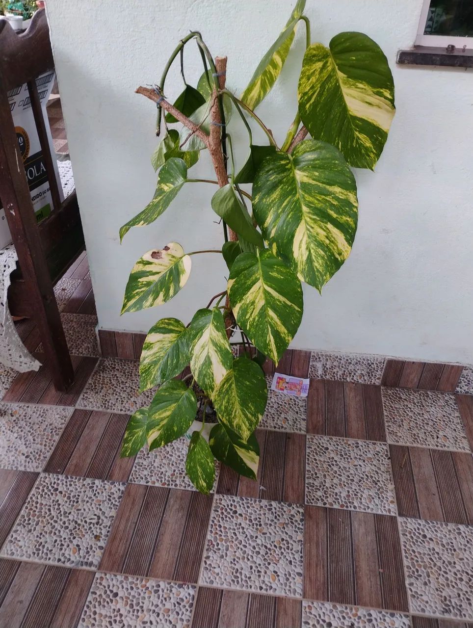 Meu quintal jardim plantas ornamentais (giboia)