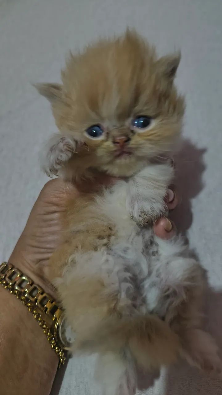 Gatos persa  - Foto 4