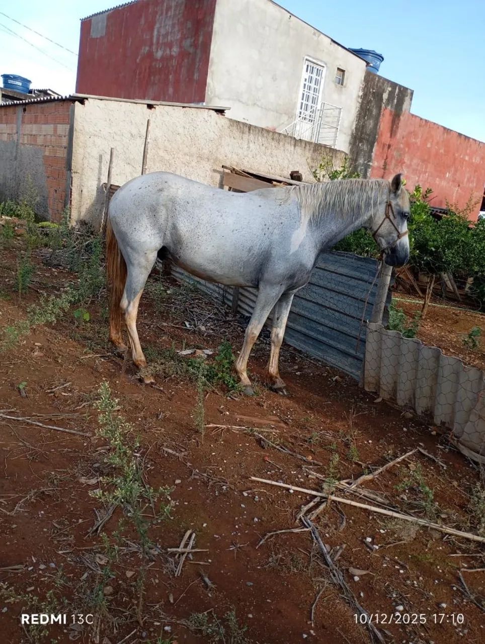 Cavalo branco marchador 