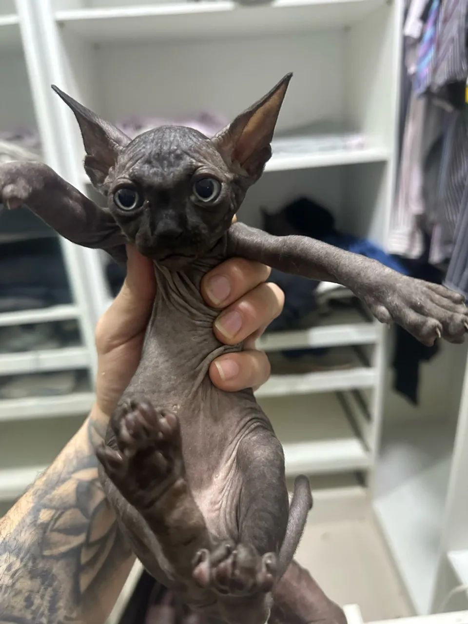 Sphynx  - Foto 3