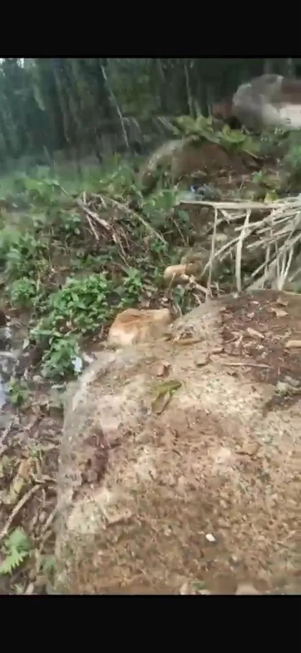 Terreno em Ubatuba  - Foto 5