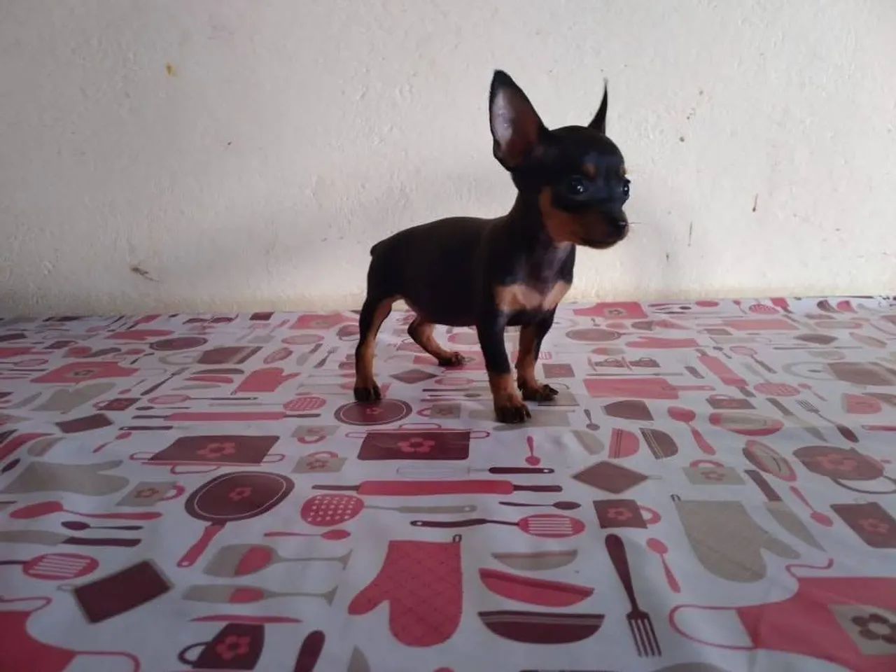 Pinscher miniatura puro - Foto 3