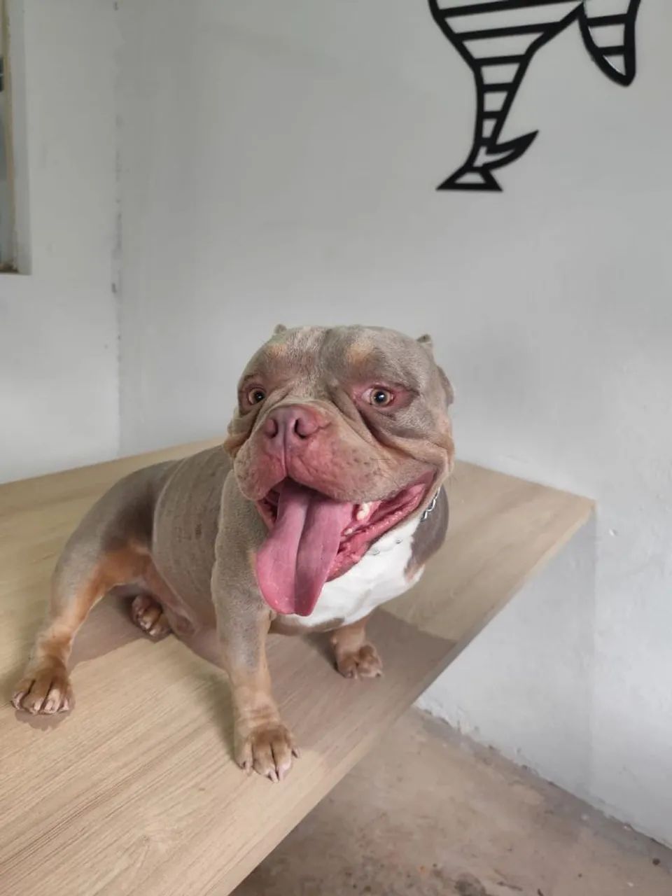 American Bully macho  - Foto 3