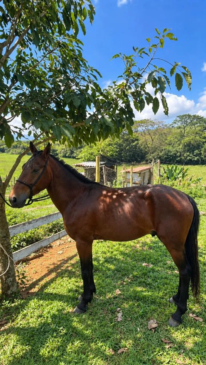 Cavalo  - Foto 3