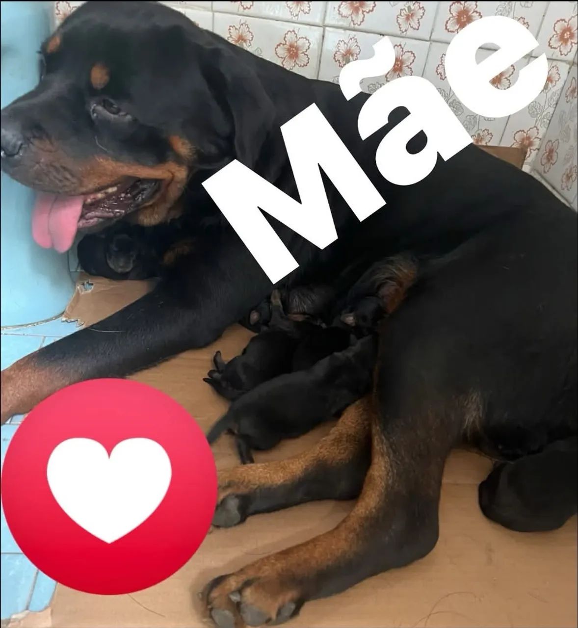 Rottweiler