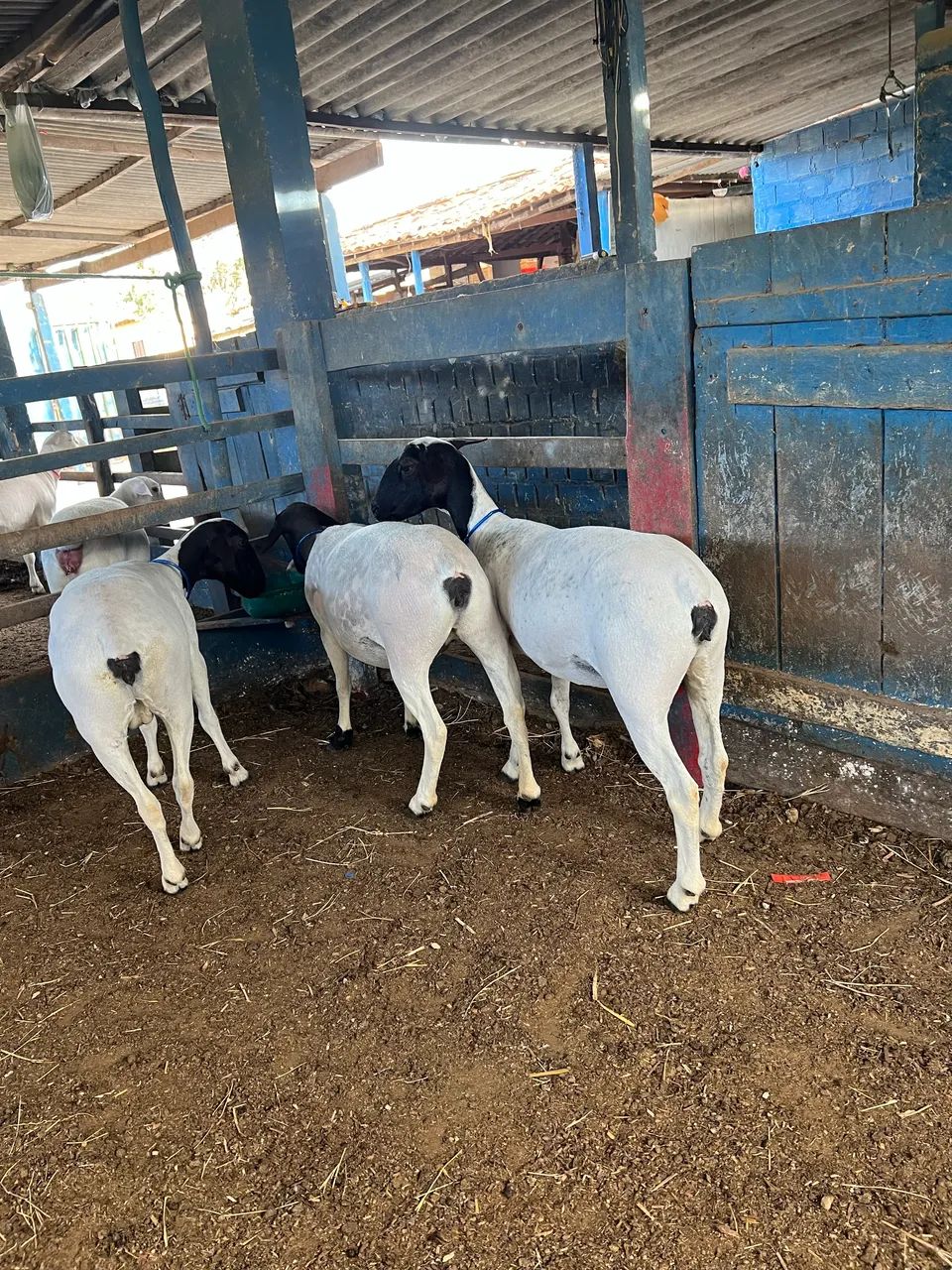 Ovelhas Dorper  - Foto 2