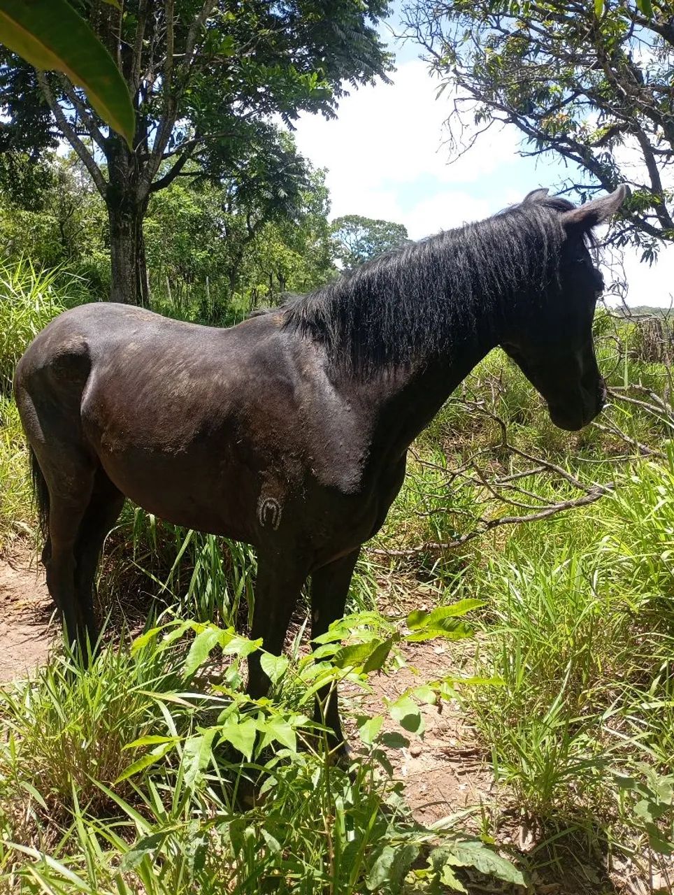 Cavalo Mangalarga  - Foto 2