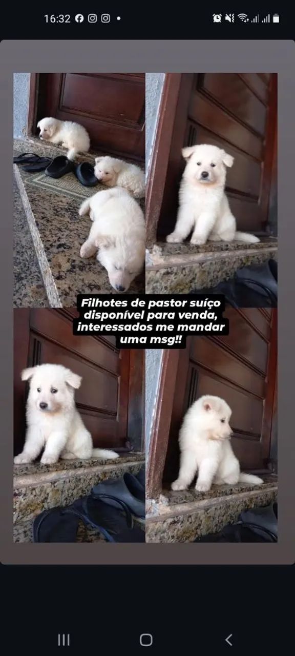 Pastor suíço 